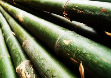 Bambu Jadi Alternatif Bahan Bangunan Ramah Lingkungan